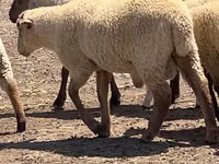 كبش, Hampshire sheep — الصورة 2