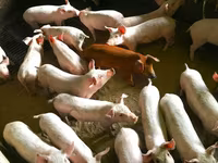 Säue, Schweine — Foto 1