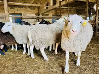 نعجة, Baerchuke sheep — الصورة 2