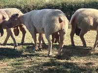 كبش, Charollais sheep — الصورة 1