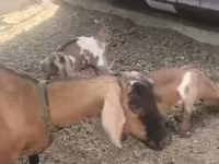 Коза, Чешская бурая коза — фото 3
