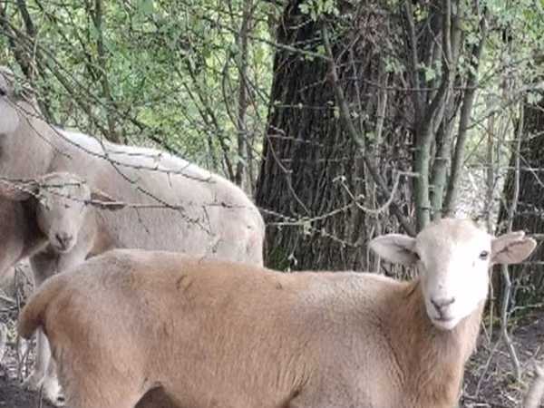 كبش, Katum sheep