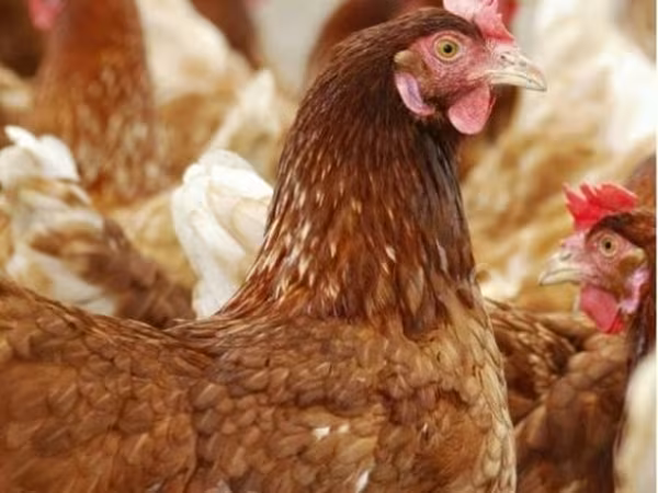 Chickens