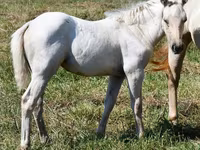 घोड़ी, Quarter Horse — फ़ोटो 5
