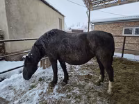 Mare, Horses — photo 5
