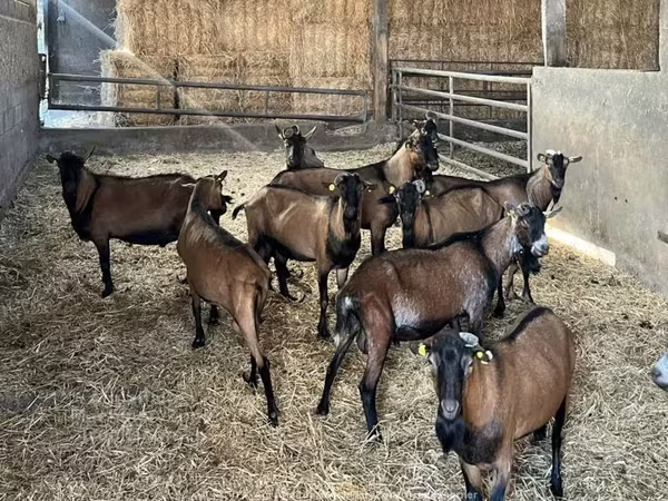 Cabra, Alpine goat