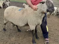 كبش, Hampshire sheep — الصورة 3