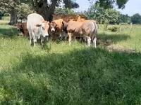 Бух, Partenaise cattle — 2 зураг