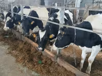 بقرة, Russian Black pied cattle — الصورة 4