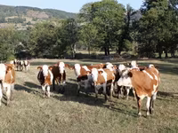 Vaca, Montbéliarde — foto 1