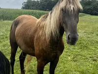 घोड़ा, Rocky Mountain Horse — फ़ोटो 3