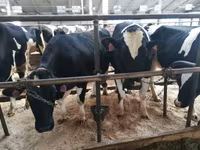 Vaca, Raza Holstein — foto 8