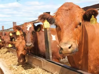 Vaca, Simmental cattle — foto 7