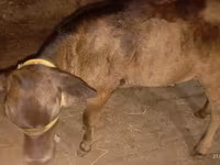 母牛, Ukrainian Brown Dairy Cattle — 照片 5