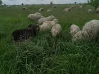 Carnero, Merino sheep — foto 2