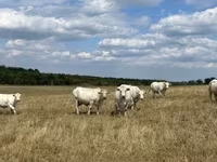 Үнээ, Charolais cattle — 3 зураг