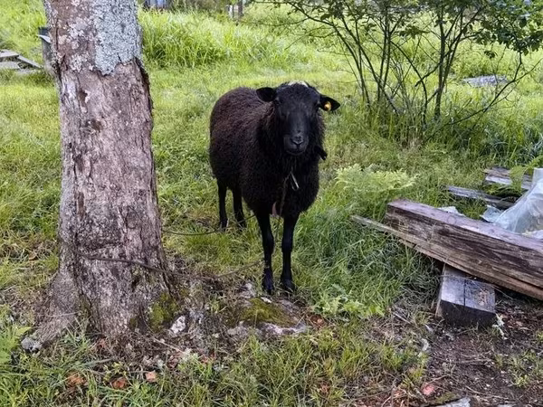 Ram, Romanov sheep