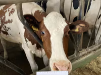 Kuh, Holstein-Rasse — Foto 1