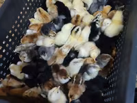 Chickens — Foto 1