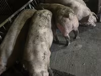 Porci de casa — 2 зураг