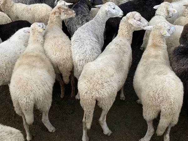 Sheep, Sheep