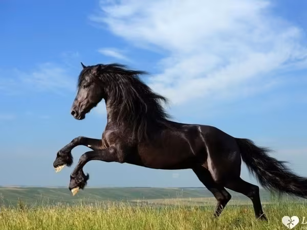 Caballo, Caballos