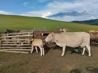 Vaca, Ganado vacuno — foto 1