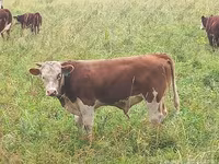 公牛, Kazakh White-headed cow — 照片 7