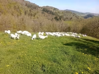 Cabra, Saanen goat — foto 1
