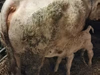 Toro, Charolais cattle — foto 3