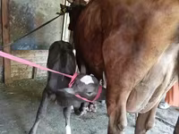 Үнээ, Red Estonian cattle — 3 зураг