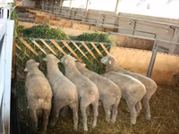 Ram, Dorset horn sheep — photo 4