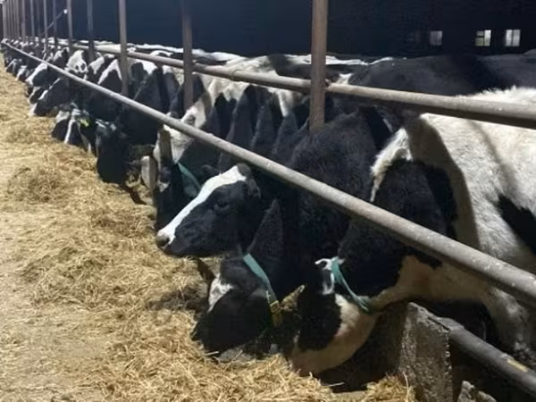 Cow, Russian Black pied cattle
