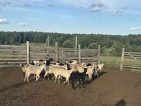 Carnero, Edilbay sheep — foto 3