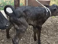 Vaca, Russian Black pied cattle — foto 4