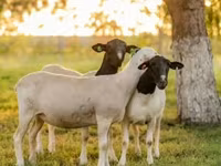Carnero, Dorper sheep — foto 2