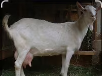 تيس, Saanen goat — الصورة 5