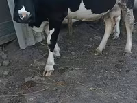 母牛, Holstein breed — 照片 1
