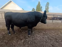Bulle, Aberdeen-Angus — Foto 2