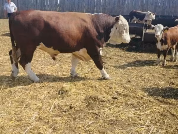 Bull, Simmental cattle