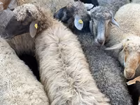 Sheep, Sheep — photo 3