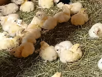 أدلر سيلفر — الصورة 2