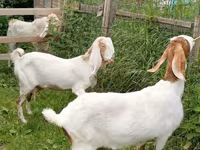 عنزة, Nubian Goat — الصورة 7