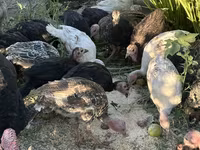 Turkeys — फ़ोटो 3