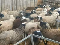 كبش, Baerchuke sheep — الصورة 5