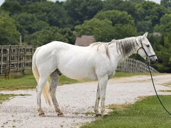 घोड़ा, National Show Horse
