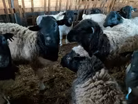 मेढ़ा, Precoce sheep — फ़ोटो 3