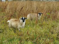 母羊, Sheep — 照片 3