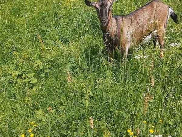 Goat, Goats — Russia