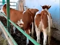 Vaca, Simmental cattle — foto 1